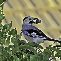 Buy canvas prints of Jay with Acorn                   by David Mccandlish