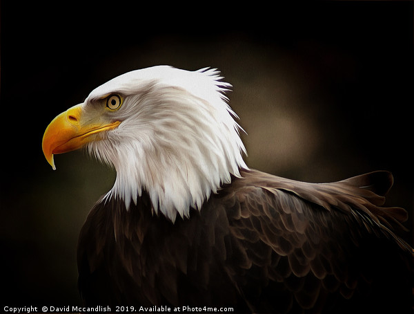 American Bald Eagle Picture Board by David Mccandlish