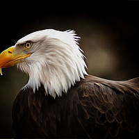 Buy canvas prints of American Bald Eagle by David Mccandlish