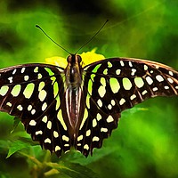 Buy canvas prints of Green Spotted Triangle Butterfly by David Mccandlish