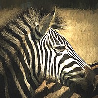 Buy canvas prints of Zebra Relaxed by David Mccandlish