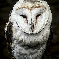 Buy canvas prints of Sleepy Barn Owl by David Mccandlish