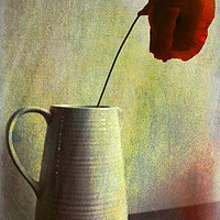 Buy canvas prints of     Lone  Poppy                          by David Mccandlish