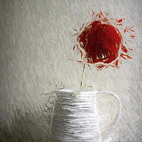 Buy canvas prints of  Single Red Poppy                               by David Mccandlish