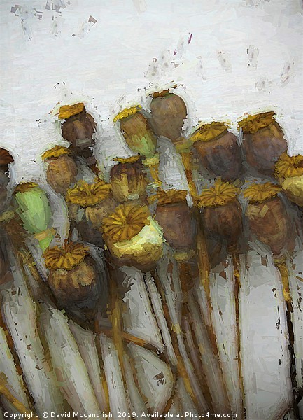        Poppy Heads and Seeds                       Picture Board by David Mccandlish