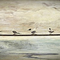Buy canvas prints of Seven Terns                                by David Mccandlish