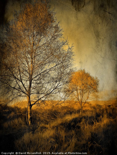 Birch trees on Ardinning Moor 2 Picture Board by David Mccandlish