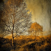 Buy canvas prints of Birch trees on Ardinning Moor 2 by David Mccandlish