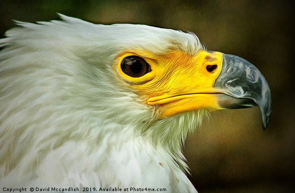 American Bald Eagle Picture Board by David Mccandlish