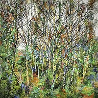 Buy canvas prints of Birch with Colour by David Mccandlish
