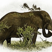 Buy canvas prints of Elephant  Earth Dousing by David Mccandlish