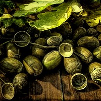 Buy canvas prints of A Collection of Acorns by David Mccandlish
