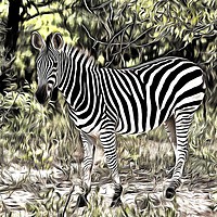 Buy canvas prints of Zebra Foal by David Mccandlish