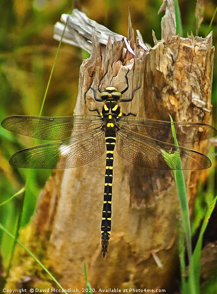 Golden Ringed Dragonfly Picture Board by David Mccandlish
