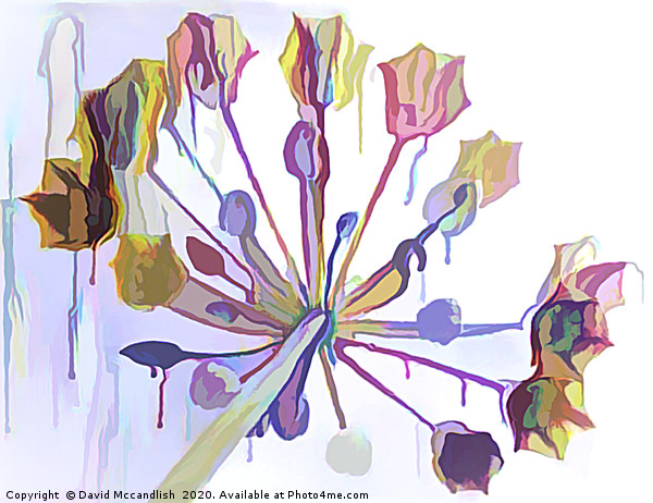 Allium Carousel Picture Board by David Mccandlish