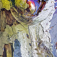 Buy canvas prints of    Art in Trees    (2)                         by David Mccandlish