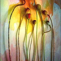 Buy canvas prints of The Poppy Lady                             by David Mccandlish