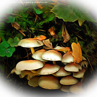 Buy canvas prints of Fungi in the Woods by David Mccandlish