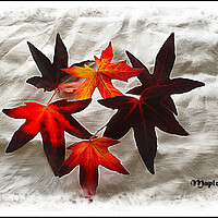 Buy canvas prints of Maple leaves by David Mccandlish