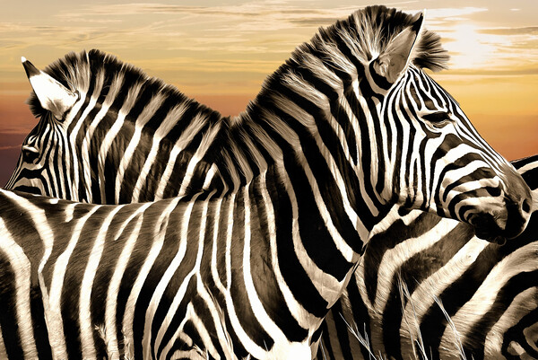 Zebra at rest Picture Board by David Mccandlish