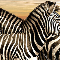 Buy canvas prints of Zebra at rest by David Mccandlish