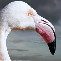 Buy canvas prints of Pretty Flamingo by David Mccandlish