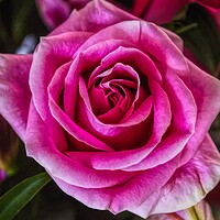 Buy canvas prints of The Beauty of a Rose by David Mccandlish
