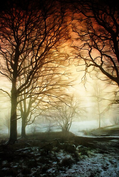 Woods in Winter Fog Picture Board by David Mccandlish