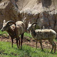 Buy canvas prints of Wild Bighorn Sheeps by Christiane Schulze