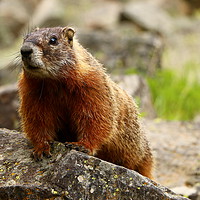 Buy canvas prints of Marmot On The Rock  by Christiane Schulze