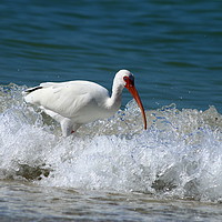 Buy canvas prints of Florida White Ibis In The Surf by Christiane Schulze