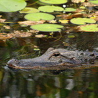 Buy canvas prints of I Am What I Am - An Aligator Portrait  by Christiane Schulze