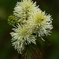 Buy canvas prints of Fothergilla Major - Mountain Witchalder  by Christiane Schulze