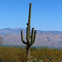 Buy canvas prints of A Giant Saguaro Cactus  by Christiane Schulze