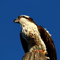 Buy canvas prints of Sanibel Island Osprey With His Dinner Leftovers by Christiane Schulze