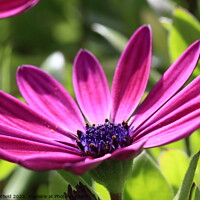 Buy canvas prints of Osteospermum Cape Marguerite by Carl Whitfield