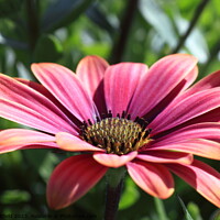 Buy canvas prints of Osteospermum Cape Marguerite by Carl Whitfield