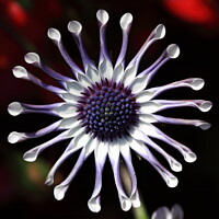 Buy canvas prints of Osteospermum Ecklonis by Carl Whitfield