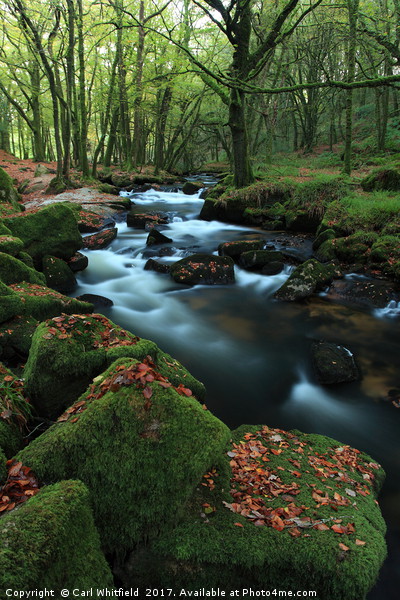 Autumn leaves at Golitha Falls. Picture Board by Carl Whitfield