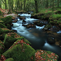 Buy canvas prints of Autumn leaves at Golitha Falls. by Carl Whitfield