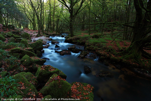 Golitha Falls in Cornwall, England. Picture Board by Carl Whitfield