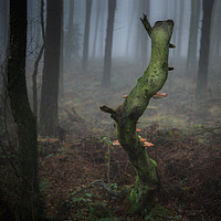 Buy canvas prints of Death of a Tree by John Illingworth