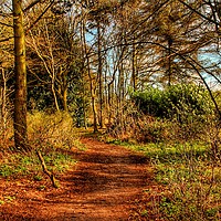 Buy canvas prints of Forest path by Jason Twist