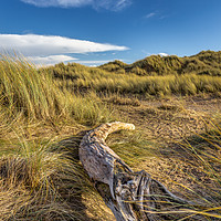 Buy canvas prints of A fallen tree resting on the sand dunes by Andrew George