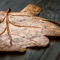 Buy canvas prints of A Single Autumn Leaf That Had Fallen Onto a Wooden by Andrew George