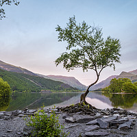Buy canvas prints of The Lone Tree of Llanberis by Andrew George