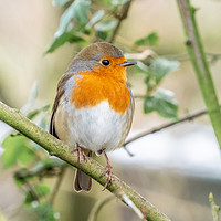 Buy canvas prints of A little Red Robin perched on a tree branch  by Andrew George