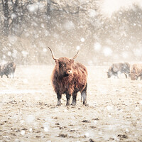 Buy canvas prints of Highland Cattle  by Andrew George