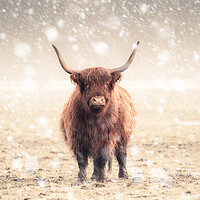 Buy canvas prints of Highland Cow During a Snow Storm by Andrew George