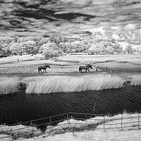 Buy canvas prints of Horses at Ogmore by Laura Parker